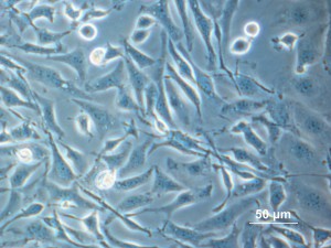Cho cells adherend2-300x225