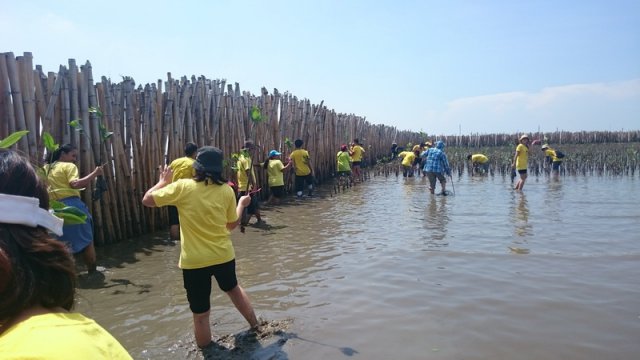 โครงการปลูกป่าชายเลน ณพื้นที่ปลูกป่าชายเลน สถานตากอากาศบางปู