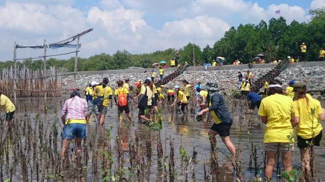 โครงการปลูกป่าชายเลน ณพื้นที่ปลูกป่าชายเลน สถานตากอากาศบางปู