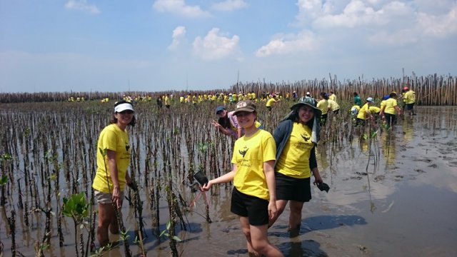 โครงการปลูกป่าชายเลน ณพื้นที่ปลูกป่าชายเลน สถานตากอากาศบางปู