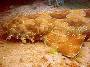 Wobbegone