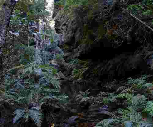 Rain Forest Blue Mountrains